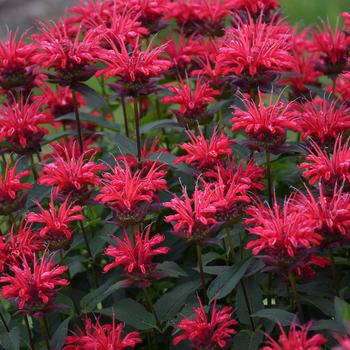 Monarda didyma (Bee Balm) - Upscale™ 'Red Velvet'