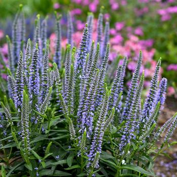 Veronica (Spike Speedwell) - Magic Show&reg; 'Ever After'