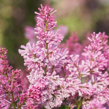 Syringa vulgaris - 'Pinktini&trade;' Lilac