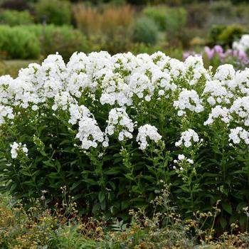 Phlox paniculata - Luminary&trade; 'Backlight'
