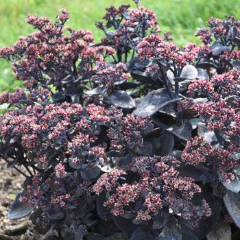 Sedum - Rock 'N Grow® 'Back in Black'
