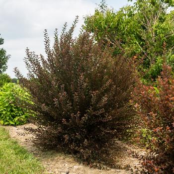 Physocarpus opulifolius - Spicy Devil® Ninebark
