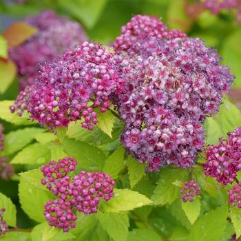 Spiraea japonica (Spirea) - Double Play Dolly®