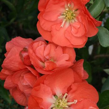 Chaenomeles speciosa (Quince) - Double Take&reg; 'Orange'