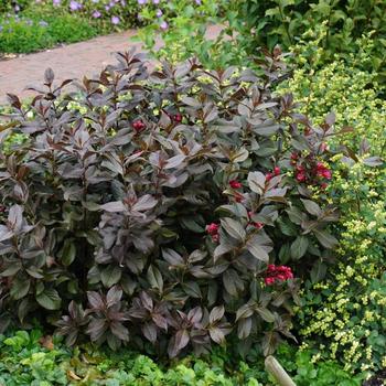 Weigela florida - Shining Sensation&trade;