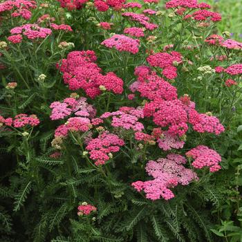 Achillea millefolium (Yarrow) - New Vintage&trade; Rose