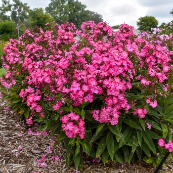 Phlox paniculata (Garden Phlox) - Luminary™ 'Pink Lightning'