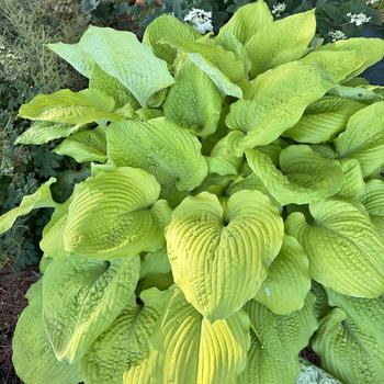 Hosta (Hosta, Plantain Lily) - Shadowland® 'Coast to Coast'