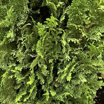 Thuja occidentalis - 'Kelsoki Spire' Arborvitae