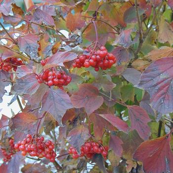 Viburnum trilobum - ''Redwing'' American Cranberry Viburnum