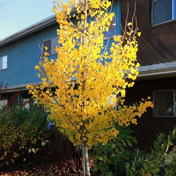 Ginkgo biloba - 'Presidential Gold&reg;' Maidenhair Tree