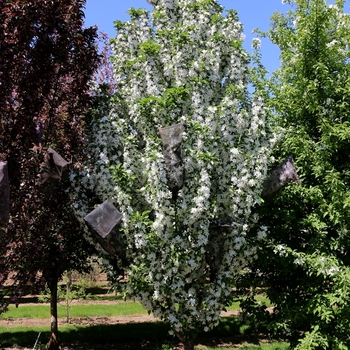 Malus - 'Ivory Spear&reg;' Crabapple