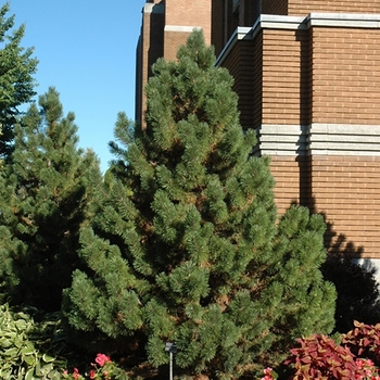 Pinus mugo - 'Tannenbaum' Mugo Pine