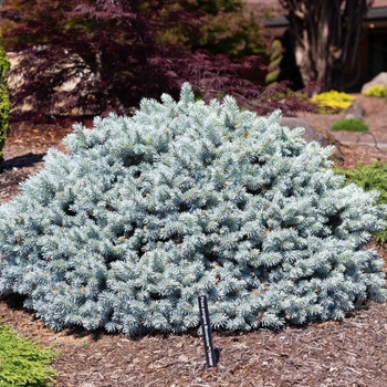 Picea pungens - 'Moonstone' Globe Blue Spruce