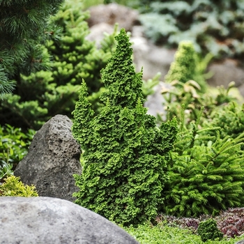 Thuja occidentalis - 'Primo&reg;' Dwarf Arborvitae