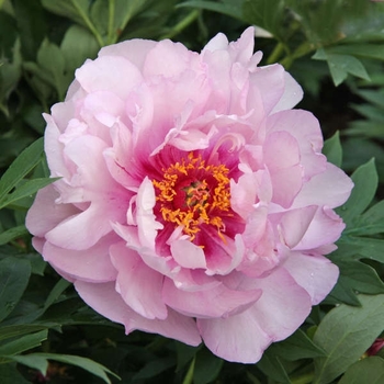 Paeonia - 'First Arrival' Itoh Peony