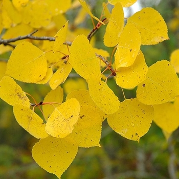 Populus tremuloides - 'Summer Shimmer&reg;' Aspen