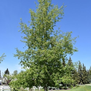 Populus tremuloides - Quaking Aspen