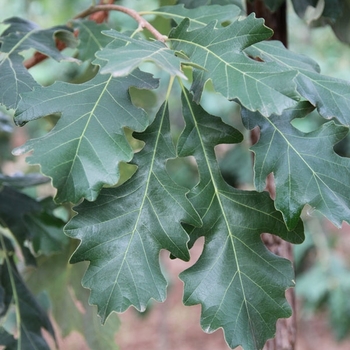 Quercus macrocarpa ''JFS-KW14'' - Cobblestone® Oak