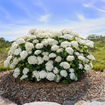 Hydrangea arborescens - FlowerFull™ Smooth Hydrangea
