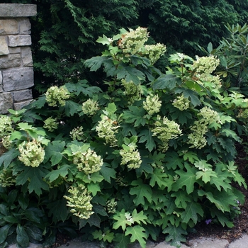 Hydrangea quercifolia - 'Pee Wee' Dwarf Oakleaf Hydrangea
