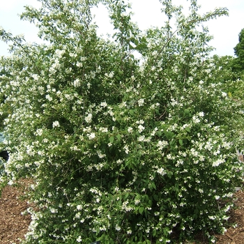 Philadelphus lewisii - 'Blizzard' Mock Orange