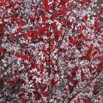 Prunus x cistena - Purpleleaf Sand Cherry