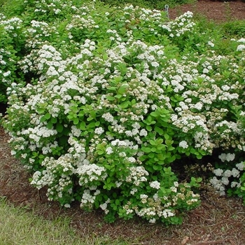 Spiraea betulifolia - 'Tor' Birchleaf Spirea