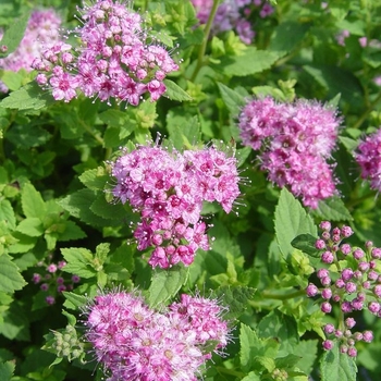 Spiraea japonica - 'Little Princess' Spirea