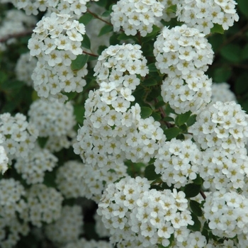 Spiraea x vanhouttei - 'Renaissance' Spirea