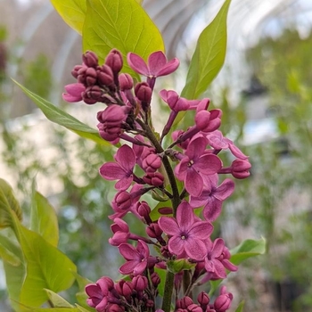 Syringa - 'Declaration' Lilac