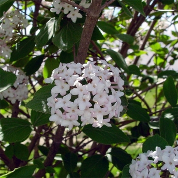 Viburnum x juddii - Judd Viburnum