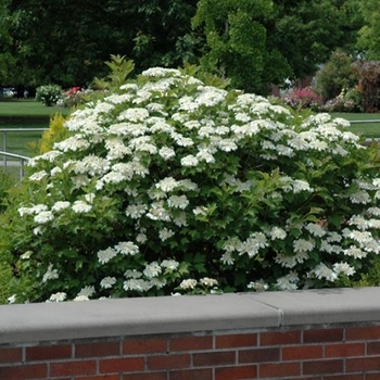 Viburnum trilobum - 'Bailey Compact' American Cranberry Bush