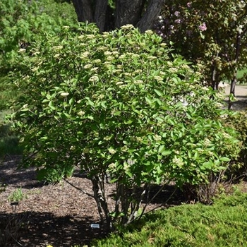 Viburnum lantana - ''Mohican'' Wayfaringtree Viburnum