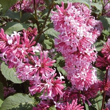 Syringa x prestoniae - 'Miss Canada' Lilac