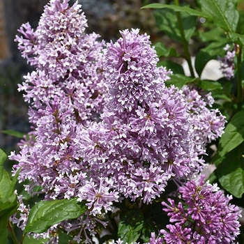 Syringa x prestoniae - 'Donald Wyman' Lilac