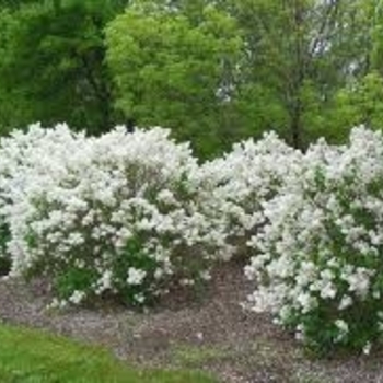 Syringa vulgaris alba - Common White Lilac
