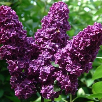 Syringa vulgaris - 'Monge' Lilac
