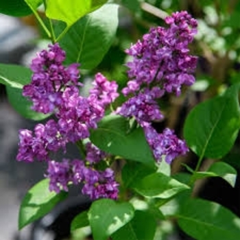 Syringa vulgaris - 'Charles Joly' Lilac