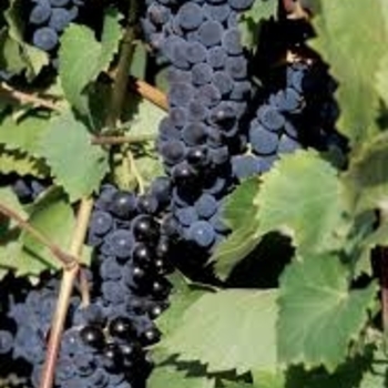 Vitis - 'Marquette' Grape