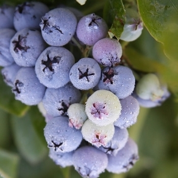 Vaccinium corymbosum 'Cabernet Splash' - Cabernet Splash Blueberry