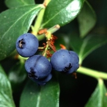 Vaccinium corymbosum - 'Superior' Blueberry