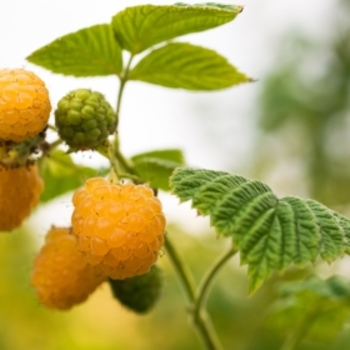 Rubus idaeus var. strigosus - 'Fall Gold' Raspberry