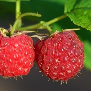 Rubus idaeus '‘Killarney’ ' - Killarney Raspberry