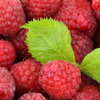 Rubus idaeus ''Caroline'' - Caroline Raspberry