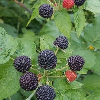Rubus - 'Bristol' Black Raspberry