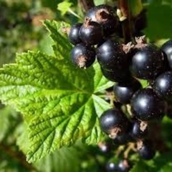 Ribes nigrum - 'Consort' European Black Currant