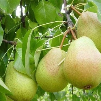 Pyrus communis - 'Luscious' Pear