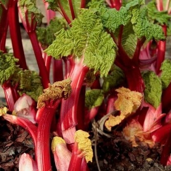 Rheum - 'Chipman's Canada Red' Rhubarb