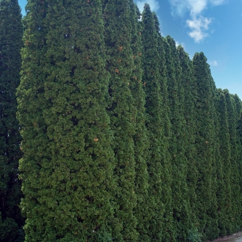 Thuja occidentalis - 'Pyramidalis' Arborvitae